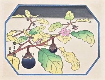 Fifty Flower Themes - Eggplant Flower  - 1930 - Limited