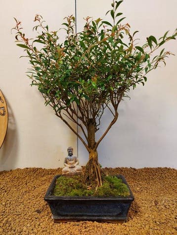 syzygium - Hoogte (boom): 42 cm - Diepte (boom): 35 cm -