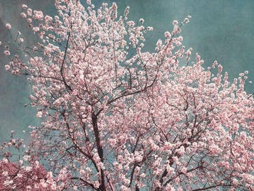 Viet Ha Tran - Spring is in the air II
