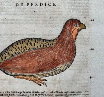 Conrad Gesner - Vogelbuch - 1617