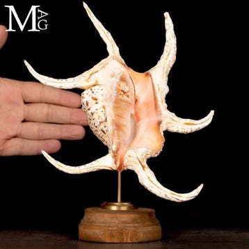 Harpago Chiragra schelp - Indo-Pacific Spider Conch op een