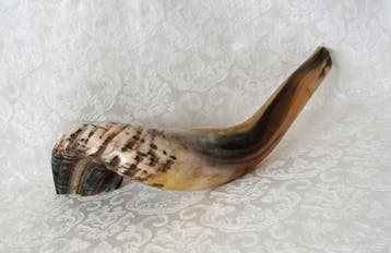 Ramshoorn Shofar (kosher) groot, Nieuw