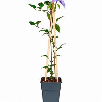 Clematis Multi Blue container (P15) Sierplanten, Verzenden, Overige soorten, Struik