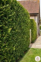 Thuja Plicata Excelsa 175-200 cm