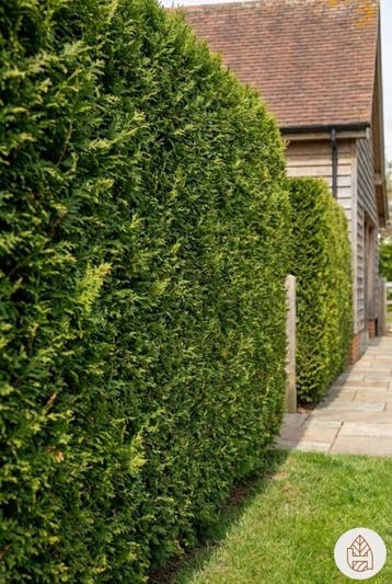 Thuja Plicata Excelsa 175-200 cm, Tuin en Terras