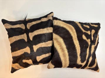 Zebra Balg - Equus quagga - 40 cm - 40 cm - 1 cm -