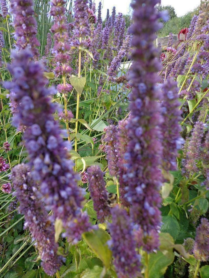 Agastache Blue Fortune Blackadder dropplant P9 €1,50 paars, Tuin en Terras, Planten | Tuinplanten, Vaste plant, Volle zon, Zomer