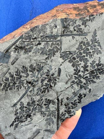 Prachtig plantfossiel uit het Carboon. - Gefossiliseerde