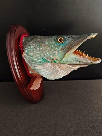 Snoek Taxidermie hoofdmontage - Esox lucius - 23 cm - 18 cm