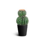 IvoQ Kunst Cactus 50 cm, Verzenden, Nieuw