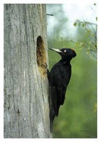 Handboek vogels van Nederland en België 9789050115803, Verzenden, Zo goed als nieuw, Ger Meesters