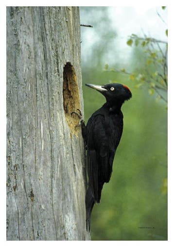 Handboek vogels van Nederland en België 9789050115803, Verzenden, Zo goed als nieuw, Ger Meesters