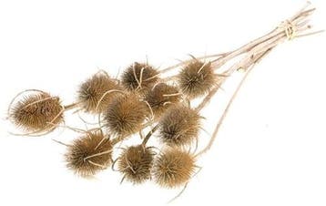 Kaardenbol chardon distels droogbloemen naturel 55 cm per, Ophalen of Verzenden, Nieuw