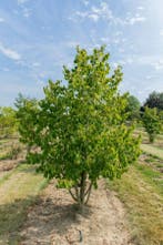 Tilia cordata meerstammig 400-450, Tuin en Terras
