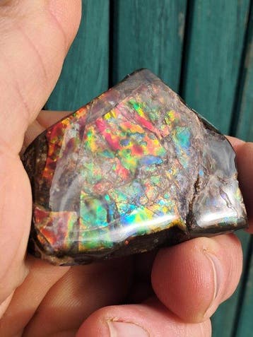 Ammoliet - Fossiel fragment - Placenticeras - 5.8 cm - 4.1