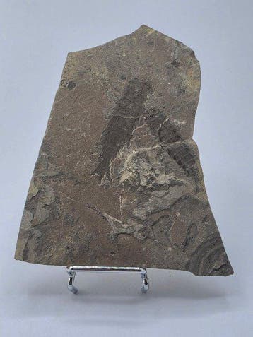 Insekt - Gefossiliseerd dier - Ephemeropsis trisetalis - 9.5