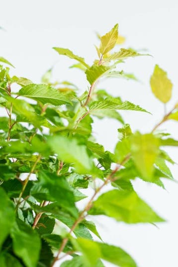 Prunus x subhirtella Autumnalis beveerd 8/10