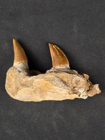 Mosasaurus - Fossiele tand - Mosasaur jaw from Morocco, Verzamelen
