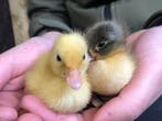 Gesekste eendenkuikens: Kwakers en Indische loop eend kuiken, Dieren en Toebehoren, Pluimvee, Meerdere dieren, Eend