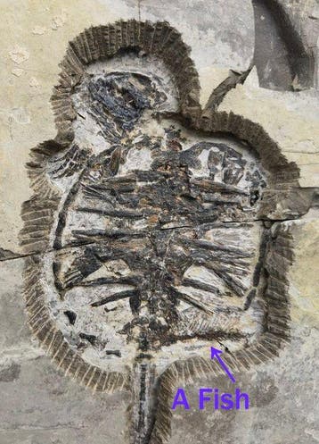 Schildpadden en vis-special - Gefossiliseerd dier -
