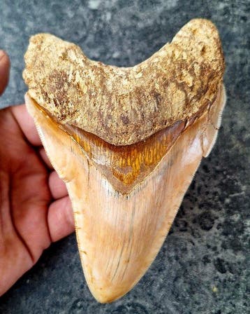 Megalodon - Fossiele tand - 14 cm - 9.5 cm