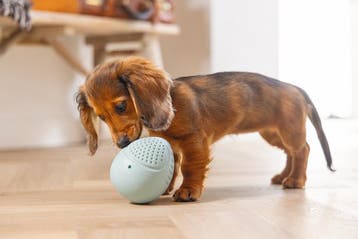 Beeztees Puppy Rubber Snackei - Puppy Speelgoed -, Ophalen of Verzenden, Zo goed als nieuw