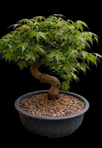 Japanese maple bonsai (Acer palmatum) - Hoogte (boom): 42 cm