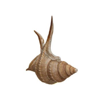 Fascinatie voor de natuur: Exquis verzamelaarshuis van een, Verzamelen, Nieuw