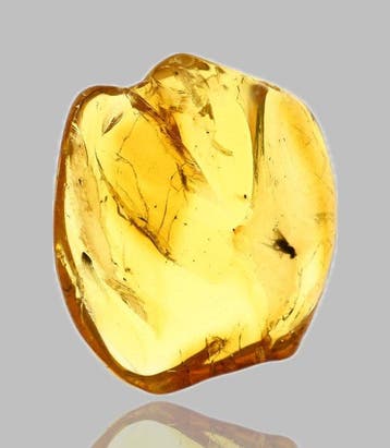 Baltisch amber - met gedetailleerde Dolichopodidae