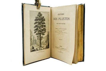 Louis Figuier / Faguet - Histoire des plantes - 1885