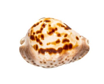 Zoila venusta roseopunctata §§ Pink Deepwater Treasure §§, Nieuw