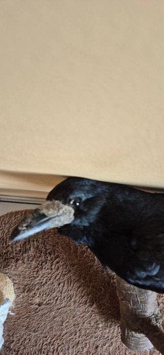 Mantelraaf - Taxidermie wandmontage - Corvus frugilegus -