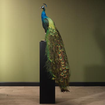Blauwe Pauw Taxidermie Opgezette Dieren By Max, Verzamelen, Dierenverzamelingen, Ophalen of Verzenden, Nieuw, Vogel, Opgezet dier