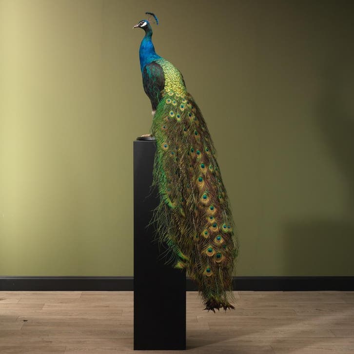 Blauwe Pauw Taxidermie Opgezette Dieren By Max, Verzamelen, Dierenverzamelingen, Opgezet dier, Nieuw, Vogel, Ophalen of Verzenden