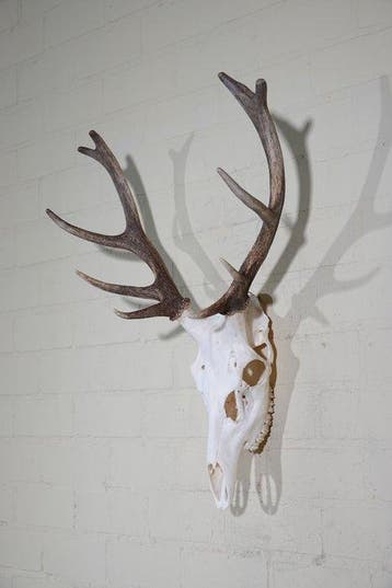 Large Red Stag Trophy Schedel - Cervus elaphus - 33 cm - 70