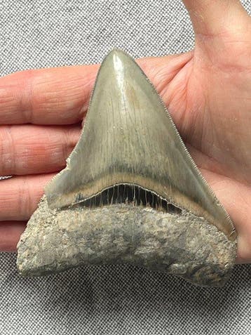 Megalodon tand 10,3 cm - Fossiele tand - Carcharocles