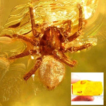 Amber - Barnsteen - Spider - 49 mm - 10 mm