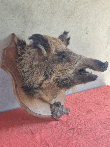 Wild zwijn Taxidermie volledige montage - Sus scrofa -