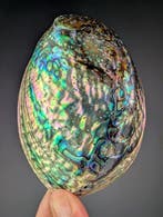 Pua Abalone Zeeschelp - Haliotis iris (Zonder minimumprijs), Nieuw