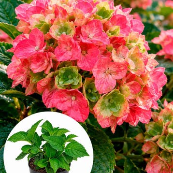 Hortensia Masja (Boerenhortensia) container (P17) Raskleur, Tuin en Terras, Verzenden, Overige soorten, Halfschaduw