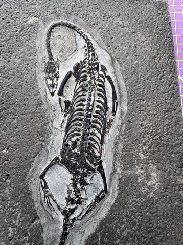 Fossiel reptiel: Keichousaurus -Trias - Gefossiliseerd dier, Verzamelen, Mineralen en Fossielen