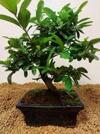 Vuurdoorn bonsai (Pyracantha) - Hoogte (boom): 26 cm -