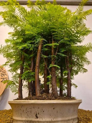 Kustmammoetboom bonsai (Sequoia) - Hoogte (boom): 52 cm -