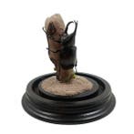 Insekt Taxidermie volledige montage - Xylotrupes gideon - 12