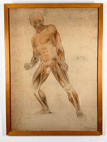 Europese school (XIX) - Anatomical Study of a Male Écorché