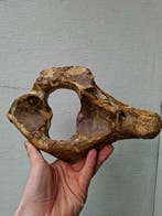 Wolharige mammoet - Fossiel wervelbot - Mammuthus