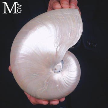 Nautilus Pompilius Extra - Gepolijste Parelmoeren Schelp -, Nieuw