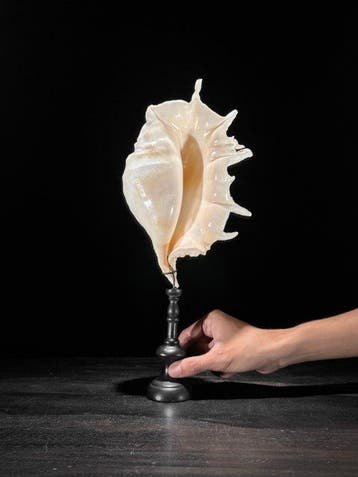 Prachtige Spider Conch-schelp op een aangepaste standaard -
