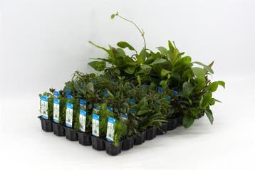 Mix pakket voorgrond 6 stuks - 5cm pot - aquariumplanten, Ophalen of Verzenden, Nieuw, Plant(en), Steen of Hout