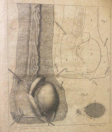 I. E. Neubauer - Dissertatio anatomica de Tunicis